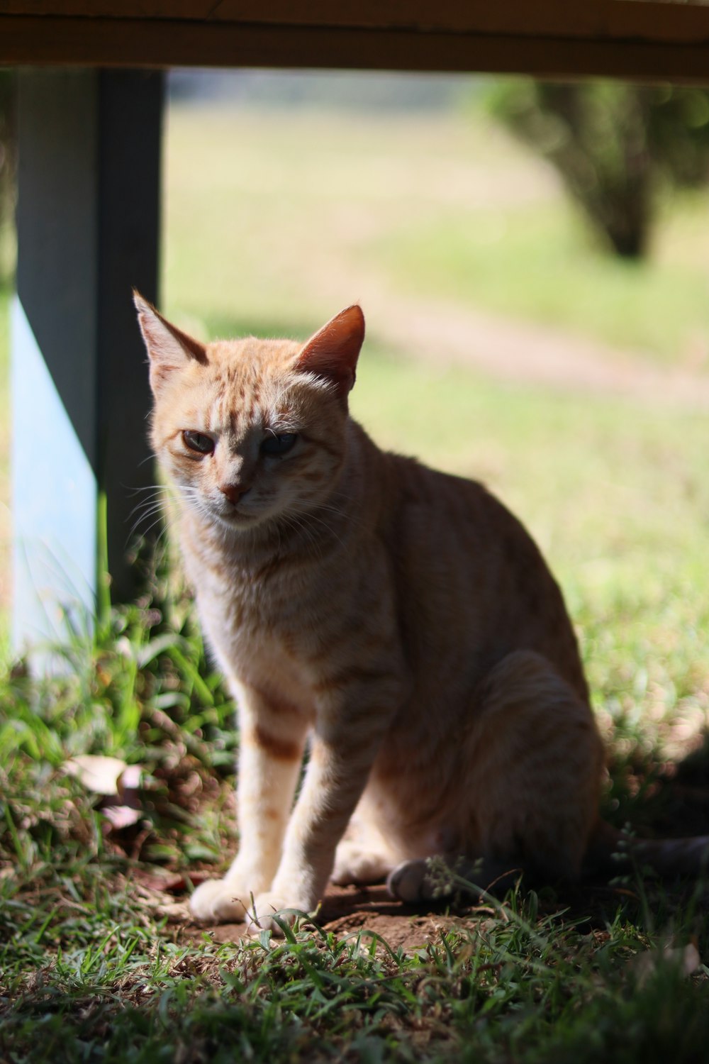 an orange cat sitting under a wooden bench