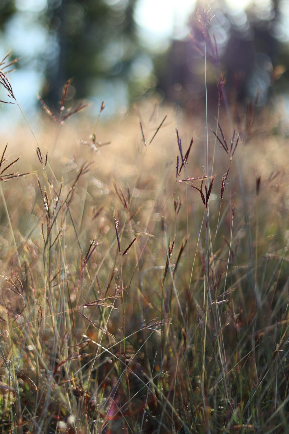 a close up of a grass field with trees in the background