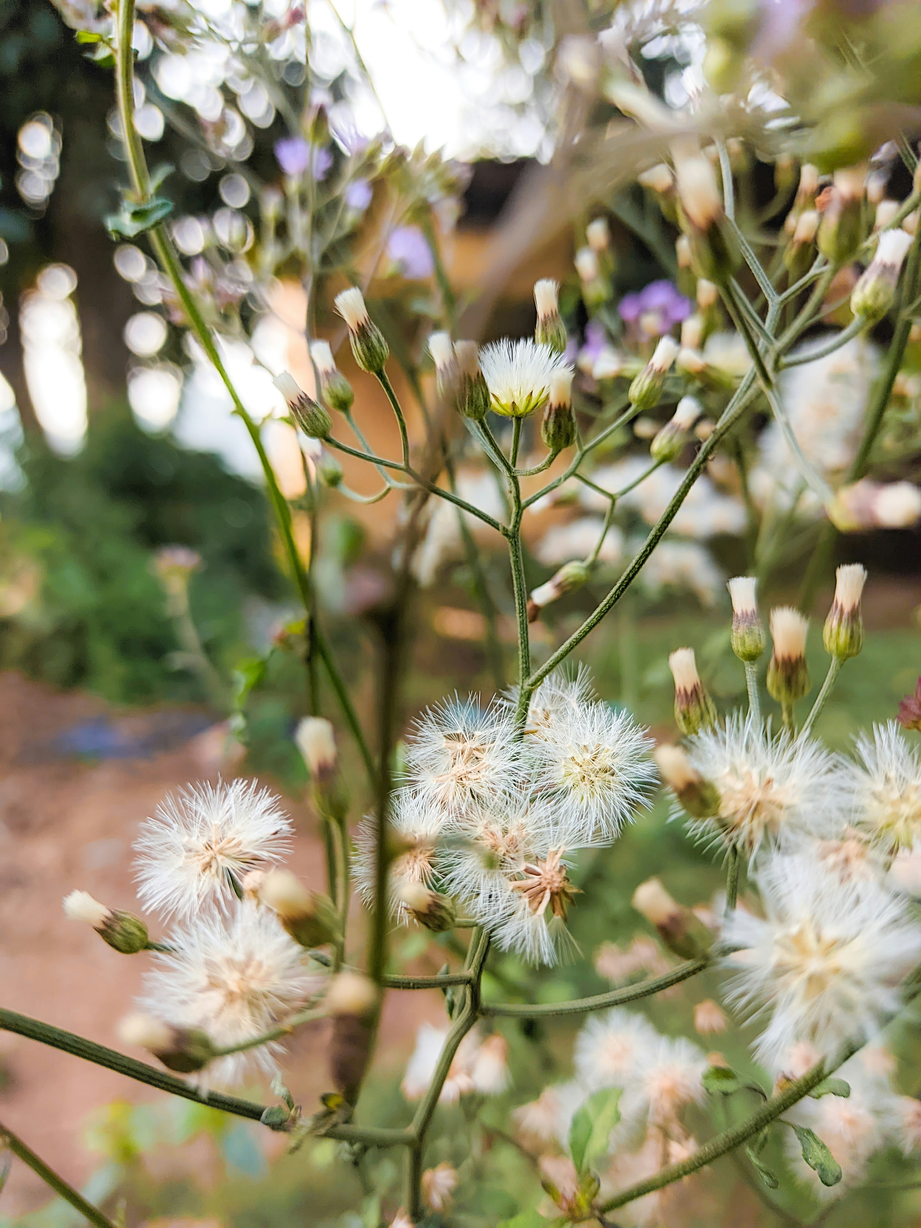 a close up of a plant with white flowers