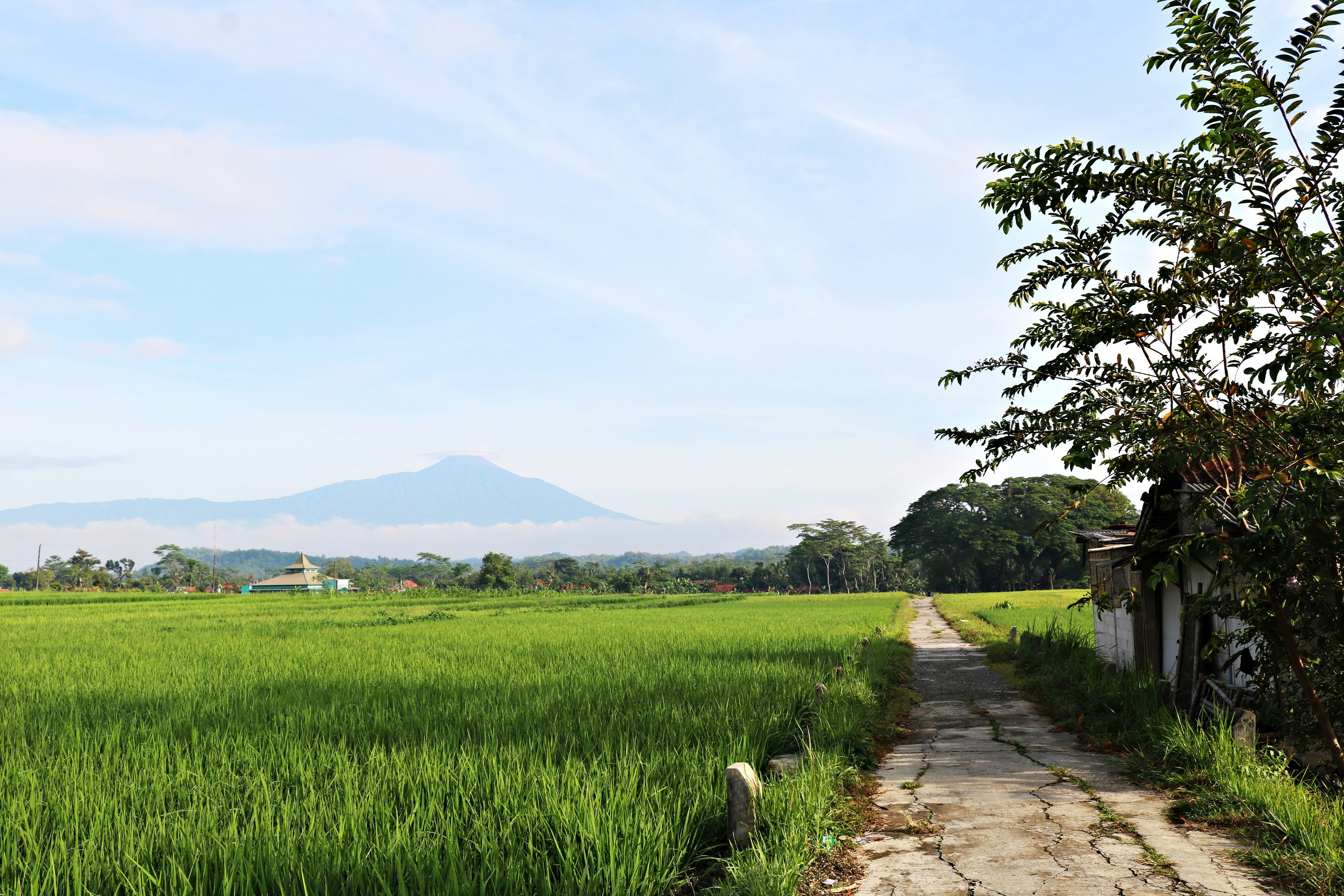 a dirt road going through a lush green field