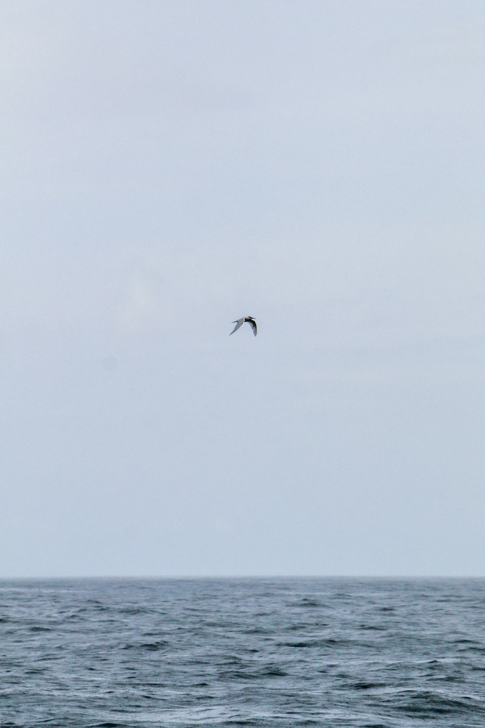 a bird flying over the ocean on a cloudy day