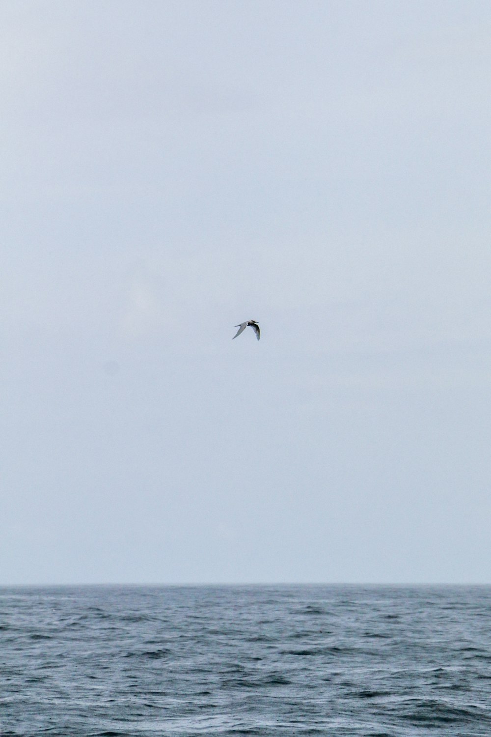 Un pájaro volando sobre el océano en un día nublado