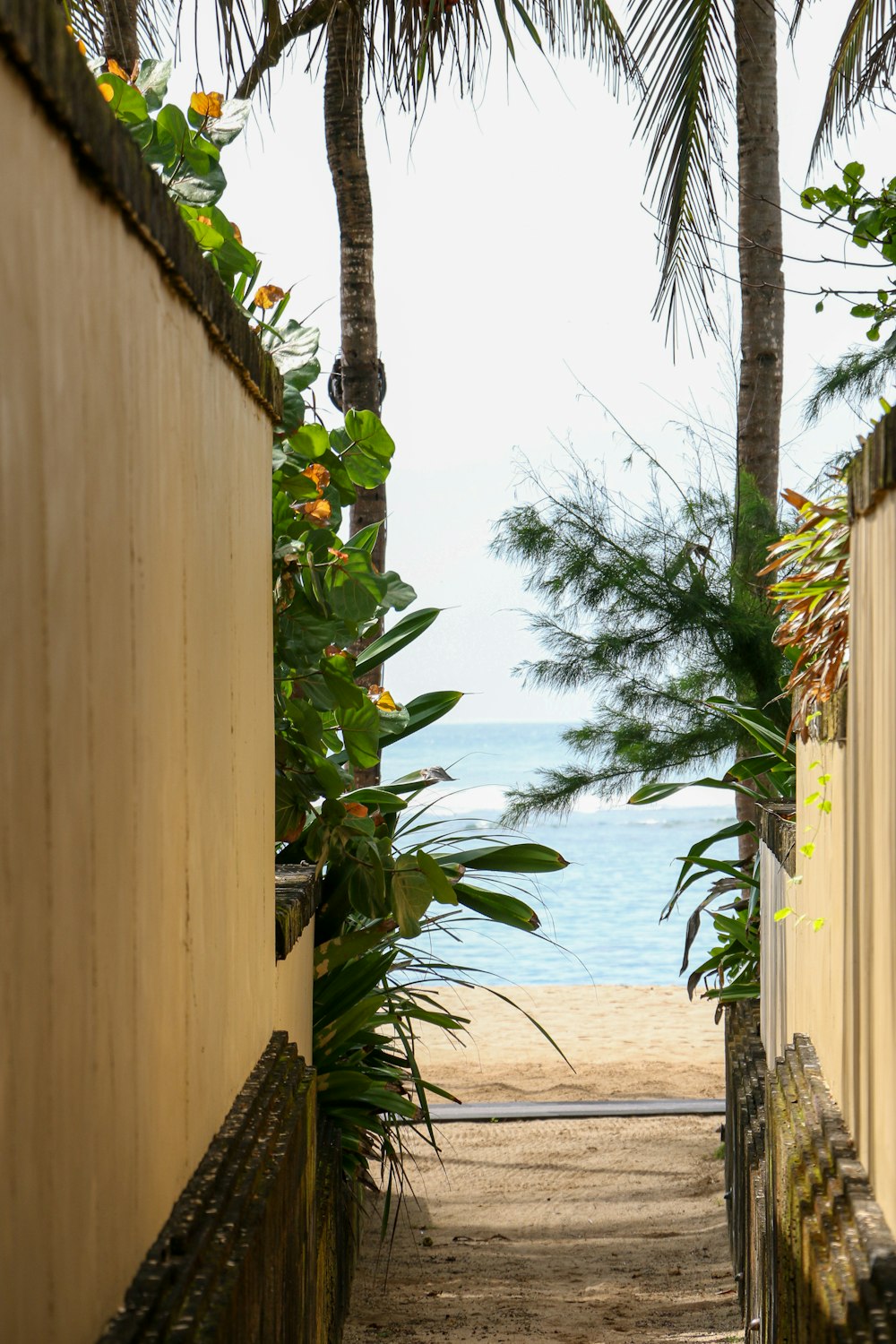 a pathway leading to the beach with palm trees