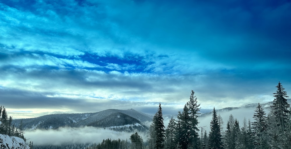 a snowy landscape with trees and a mountain in the background