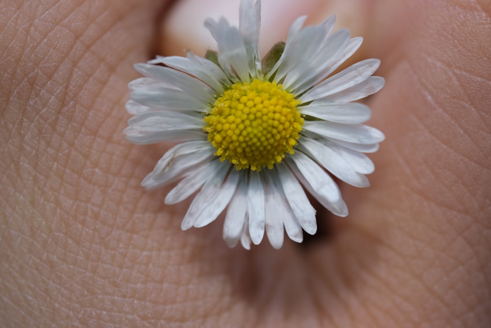 a close up of a person's hand holding a flower