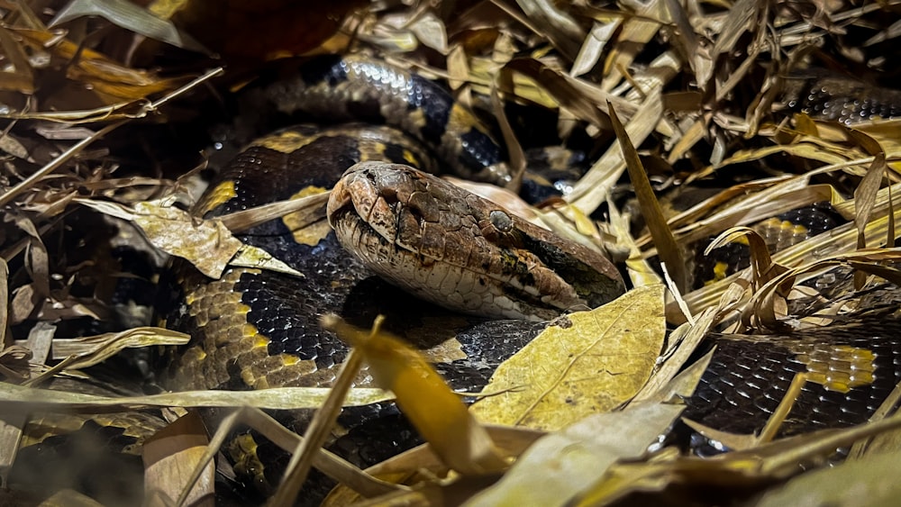 a close up of a snake on the ground