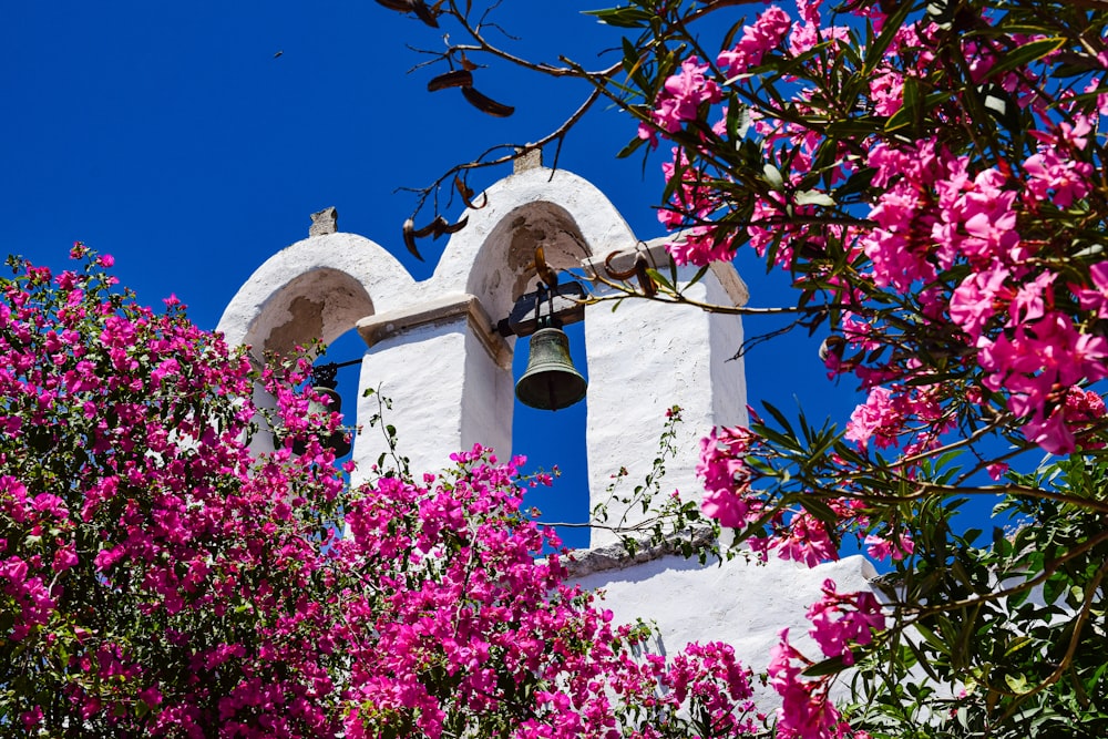 분홍색 꽃으로 둘러싸인 중간에 종이있는 종탑