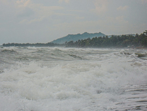 a large body of water surrounded by trees
