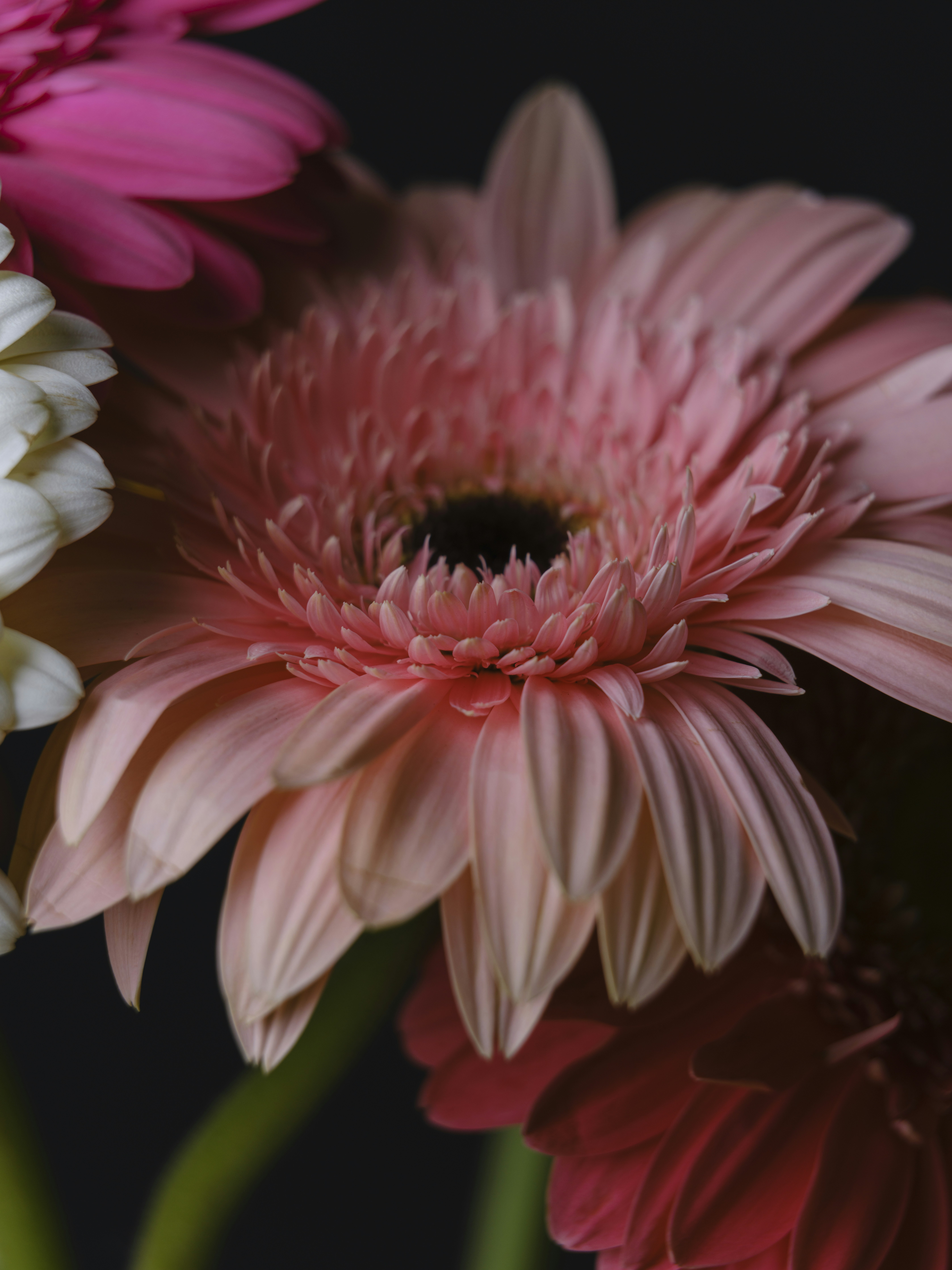A close up of three different colored flowers photo – Free Flower ...