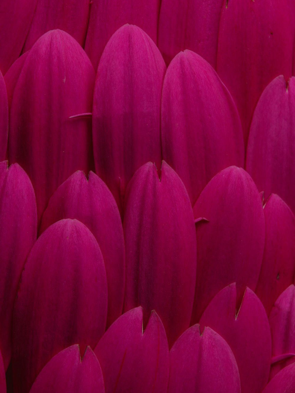 a close up of a bunch of pink flowers