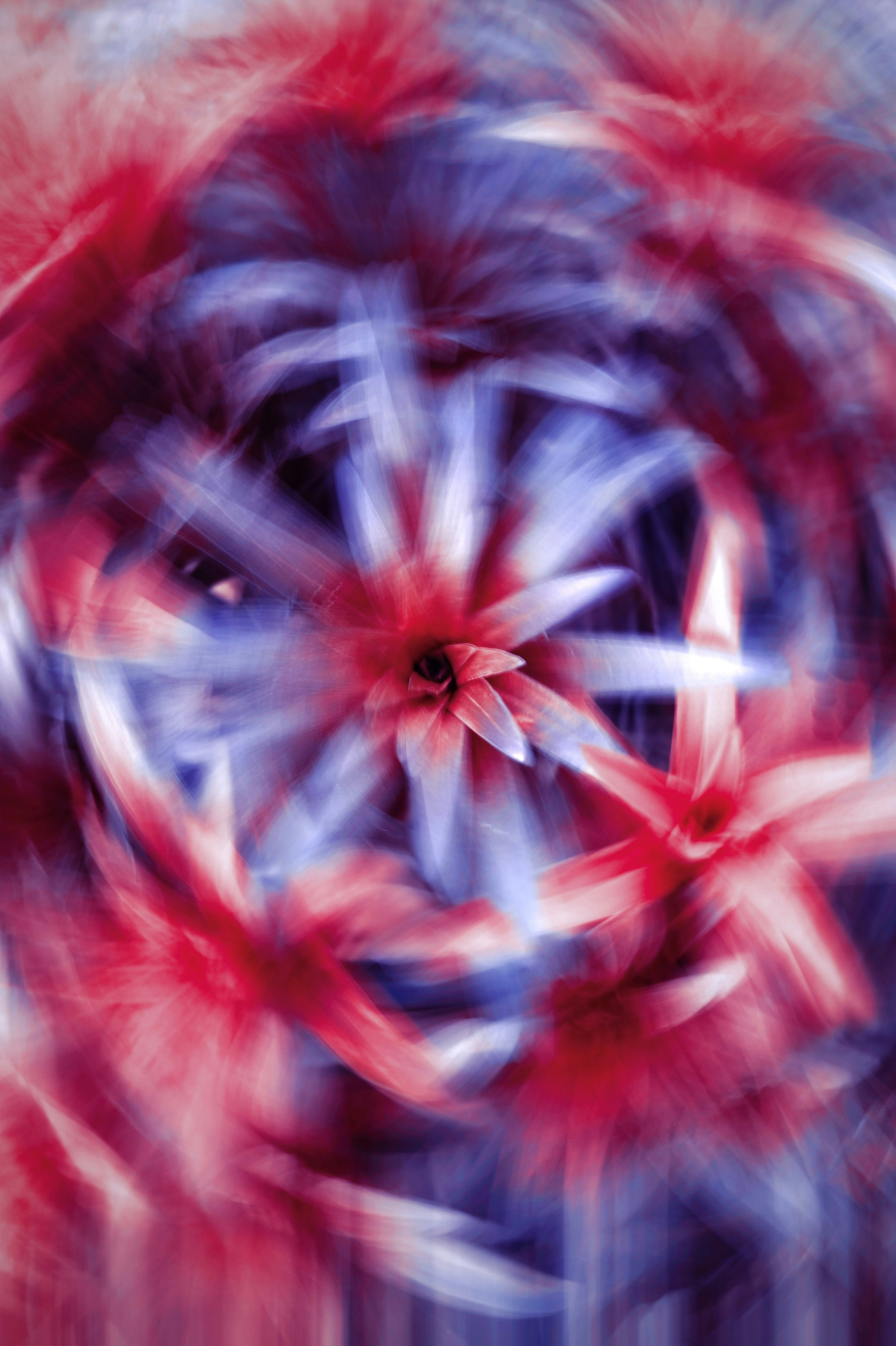 Uma flor vermelha, branca e azul com um fundo desfocado foto – Imagem  grátis sobre Abstrair na Unsplash, image size:3000x4504