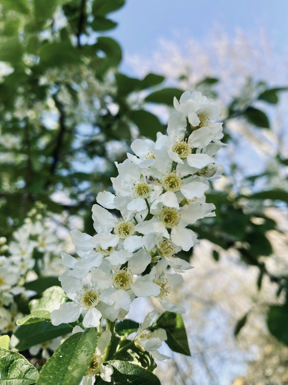 a tree with white flowers and green leaves