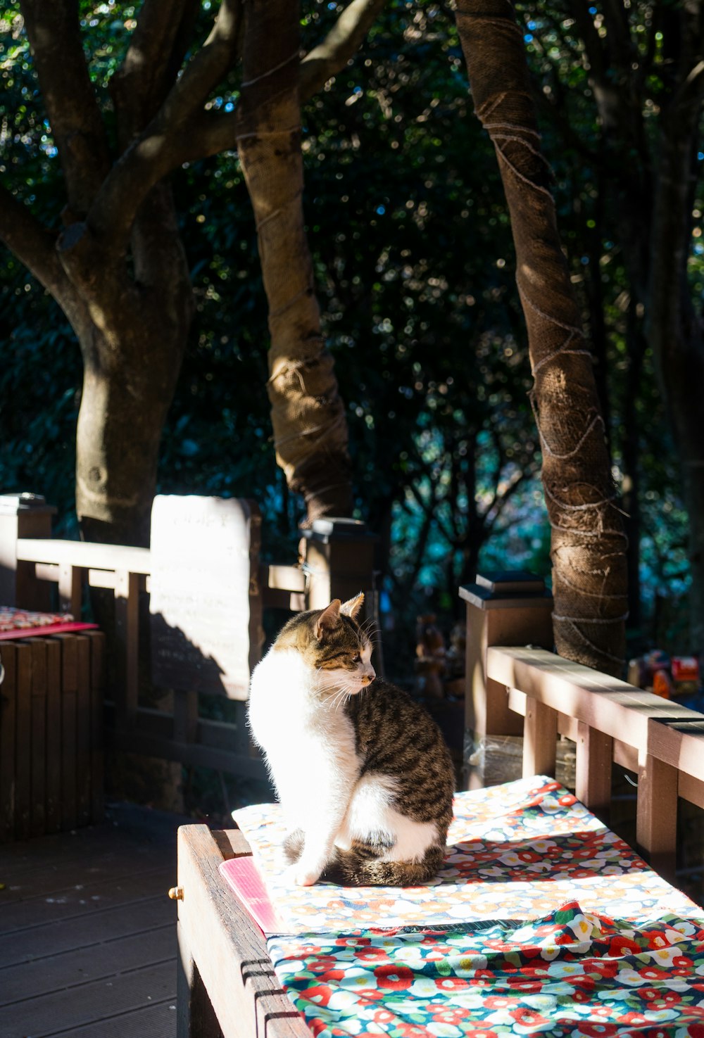 木製のベンチの上に座っている猫