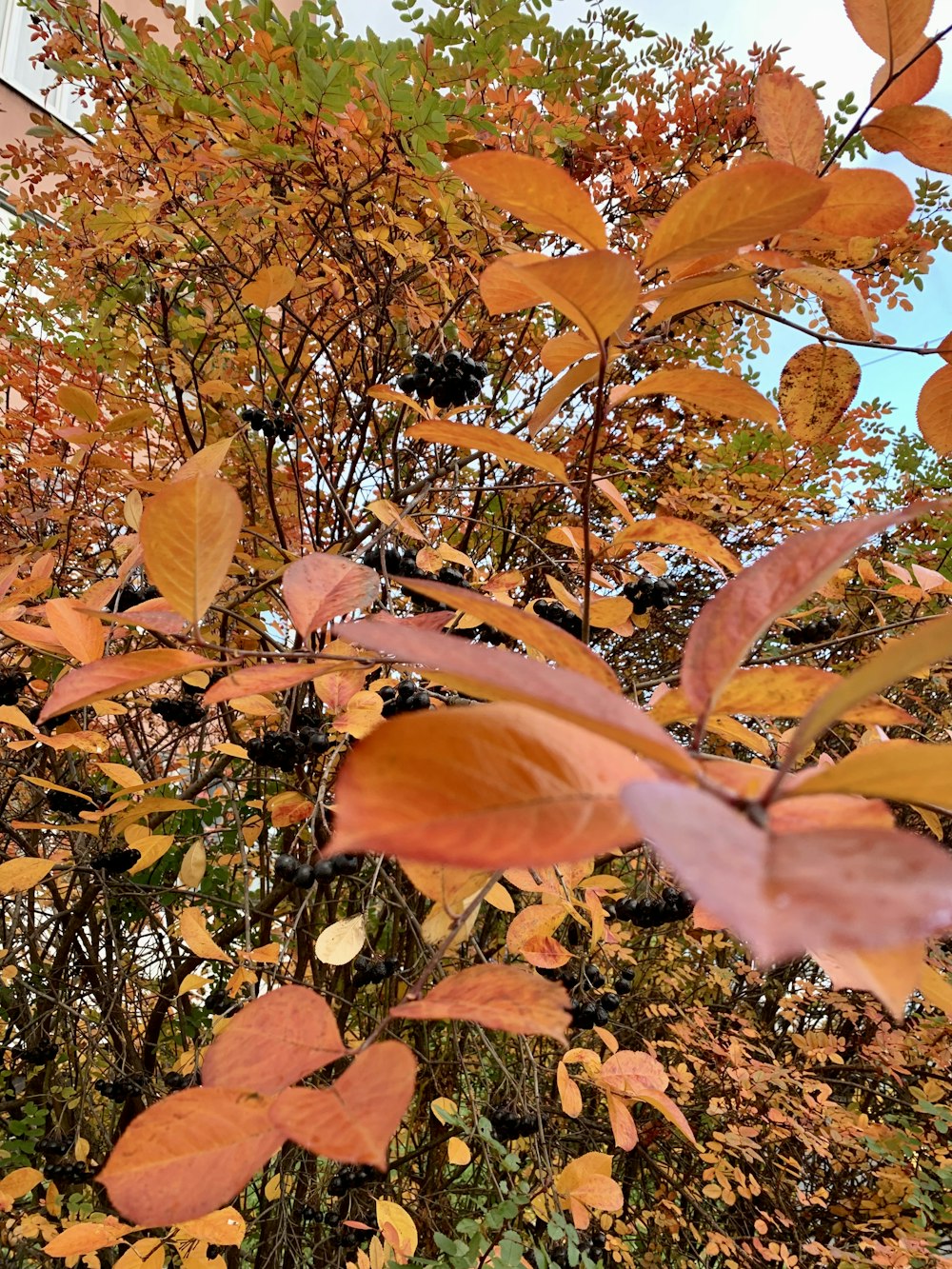 a bunch of leaves that are on a tree