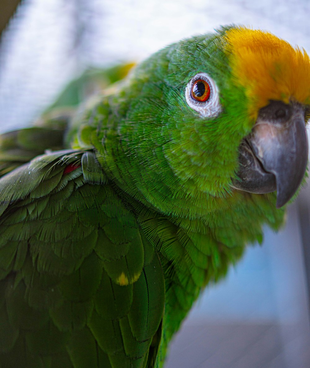 a close up of a green and yellow parrot