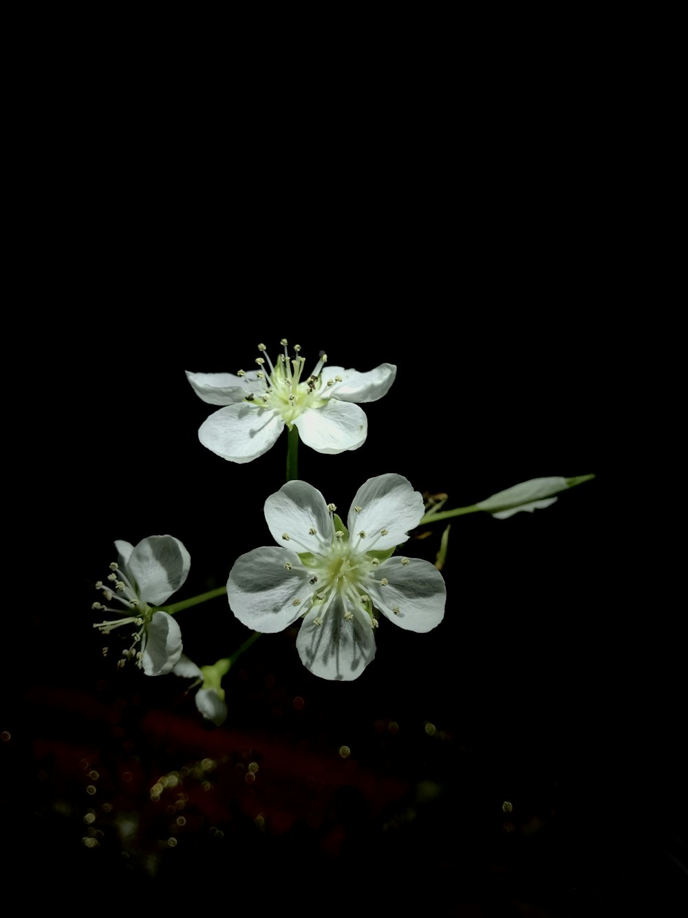 a group of white flowers sitting on top of a table