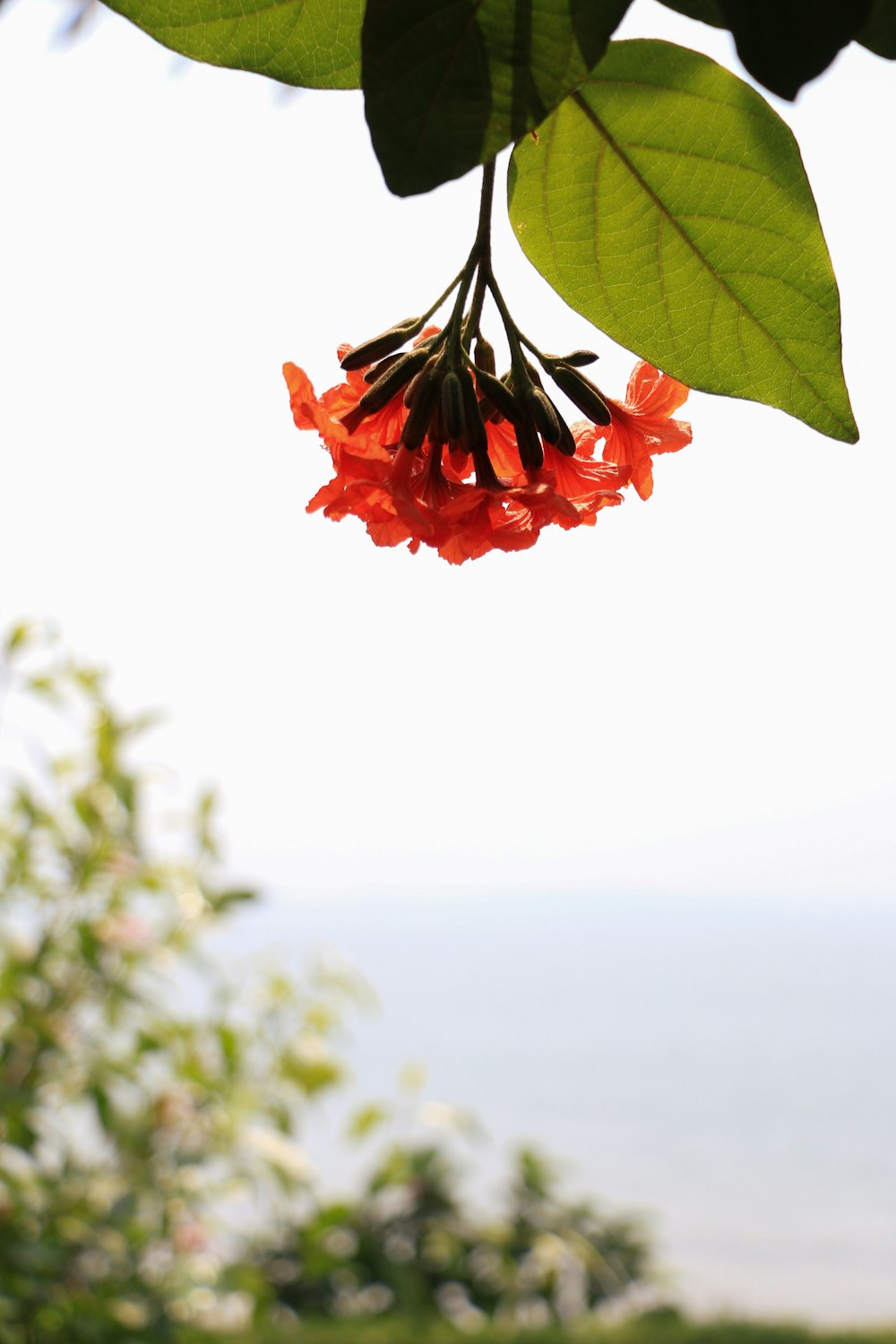 a bunch of red flowers hanging from a tree