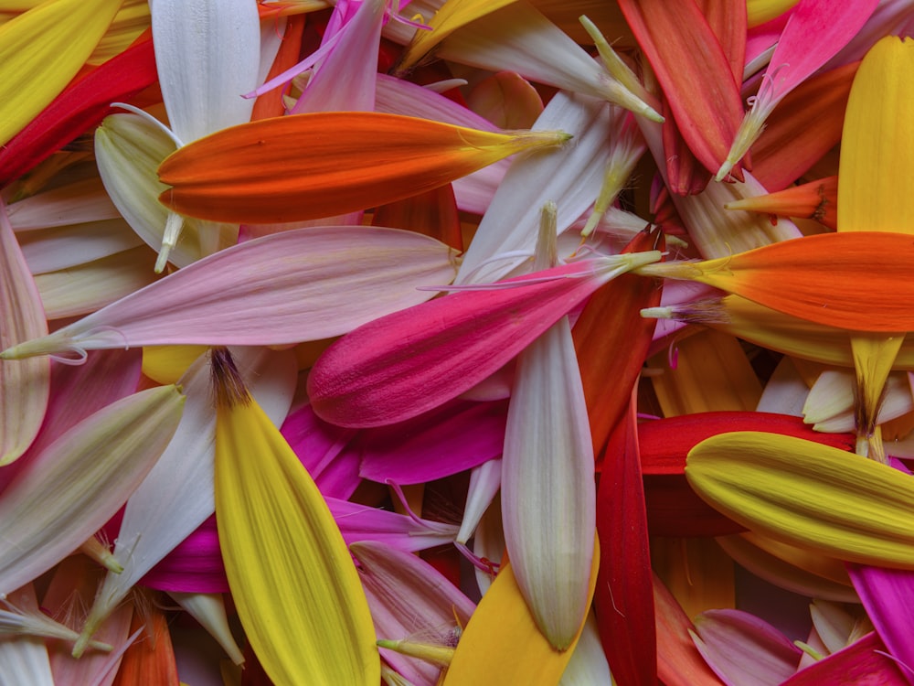 a close up of a bunch of colorful flowers