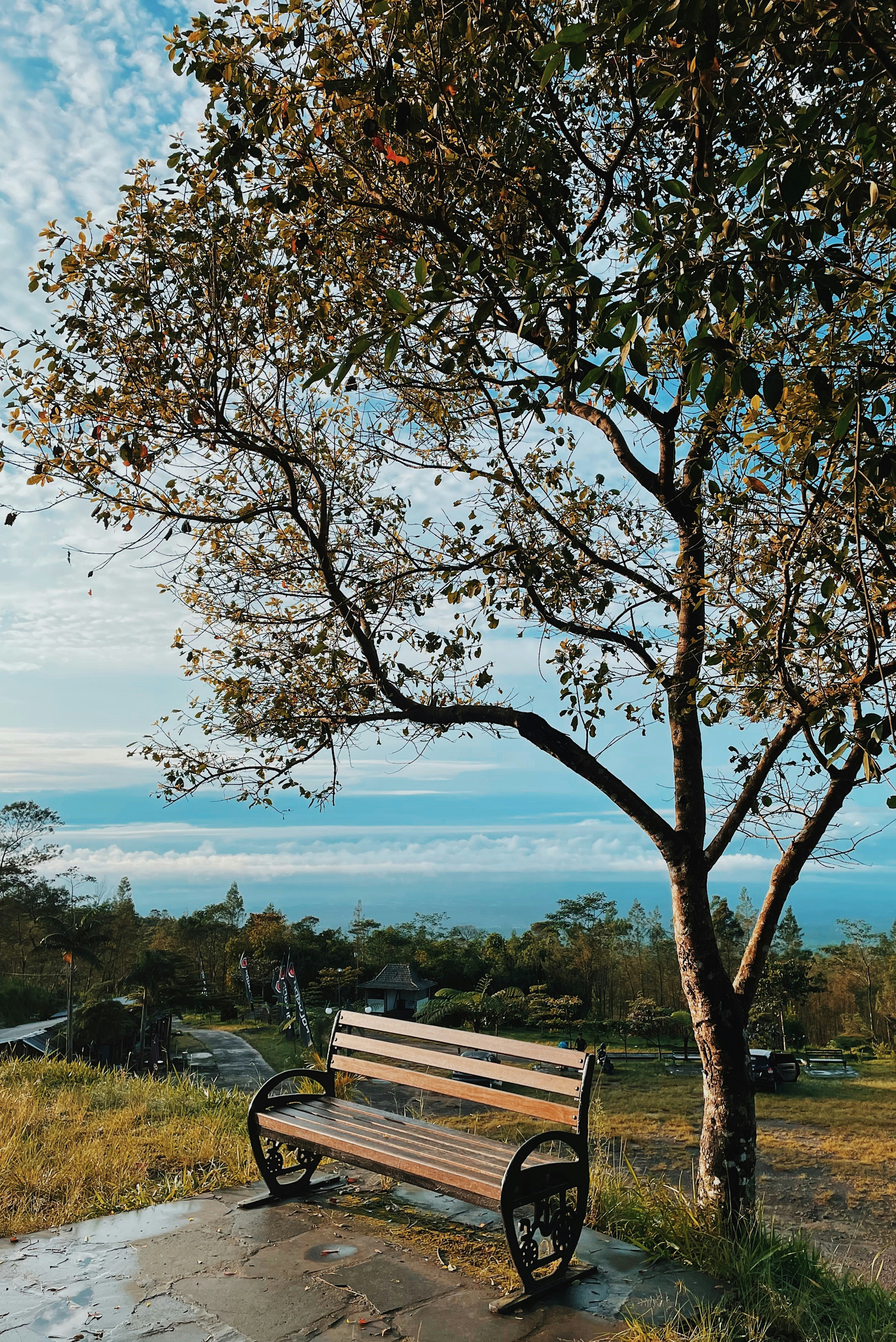 a wooden bench sitting under a tree next to a field