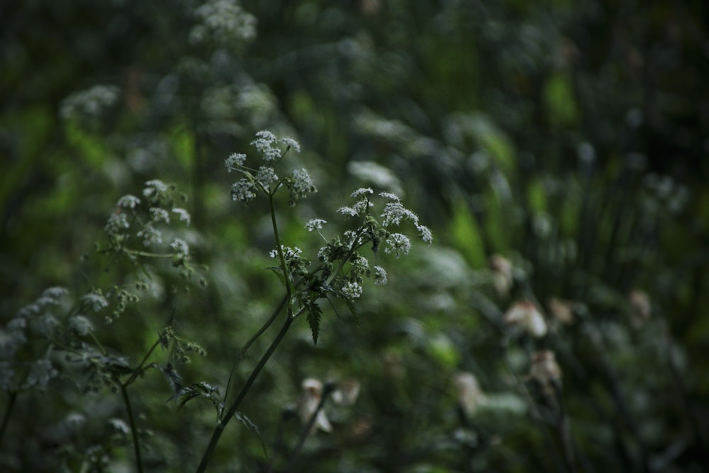 a bunch of flowers that are in the grass