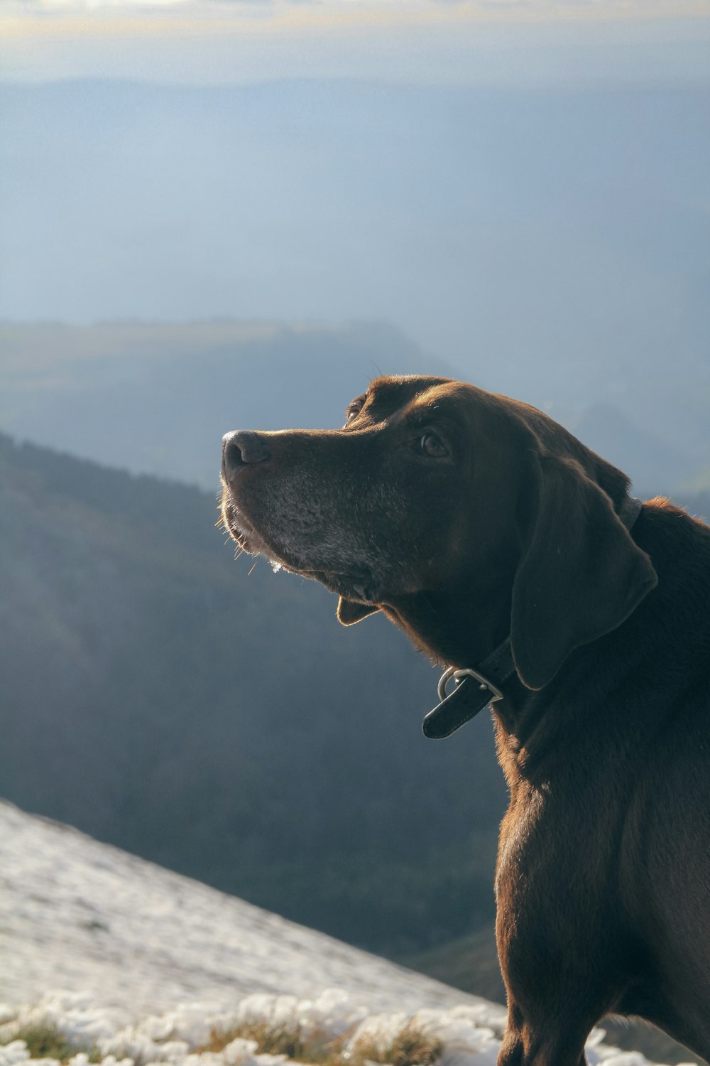 um cão marrom em pé no topo de uma encosta coberta de neve