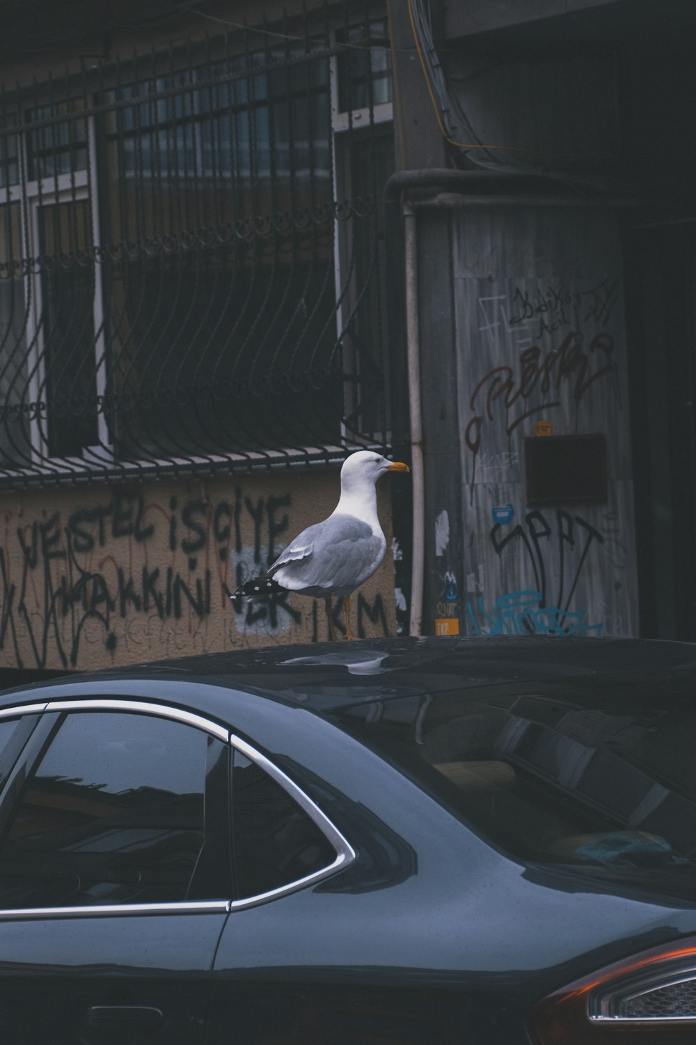 a seagull sitting on top of a car in front of a building