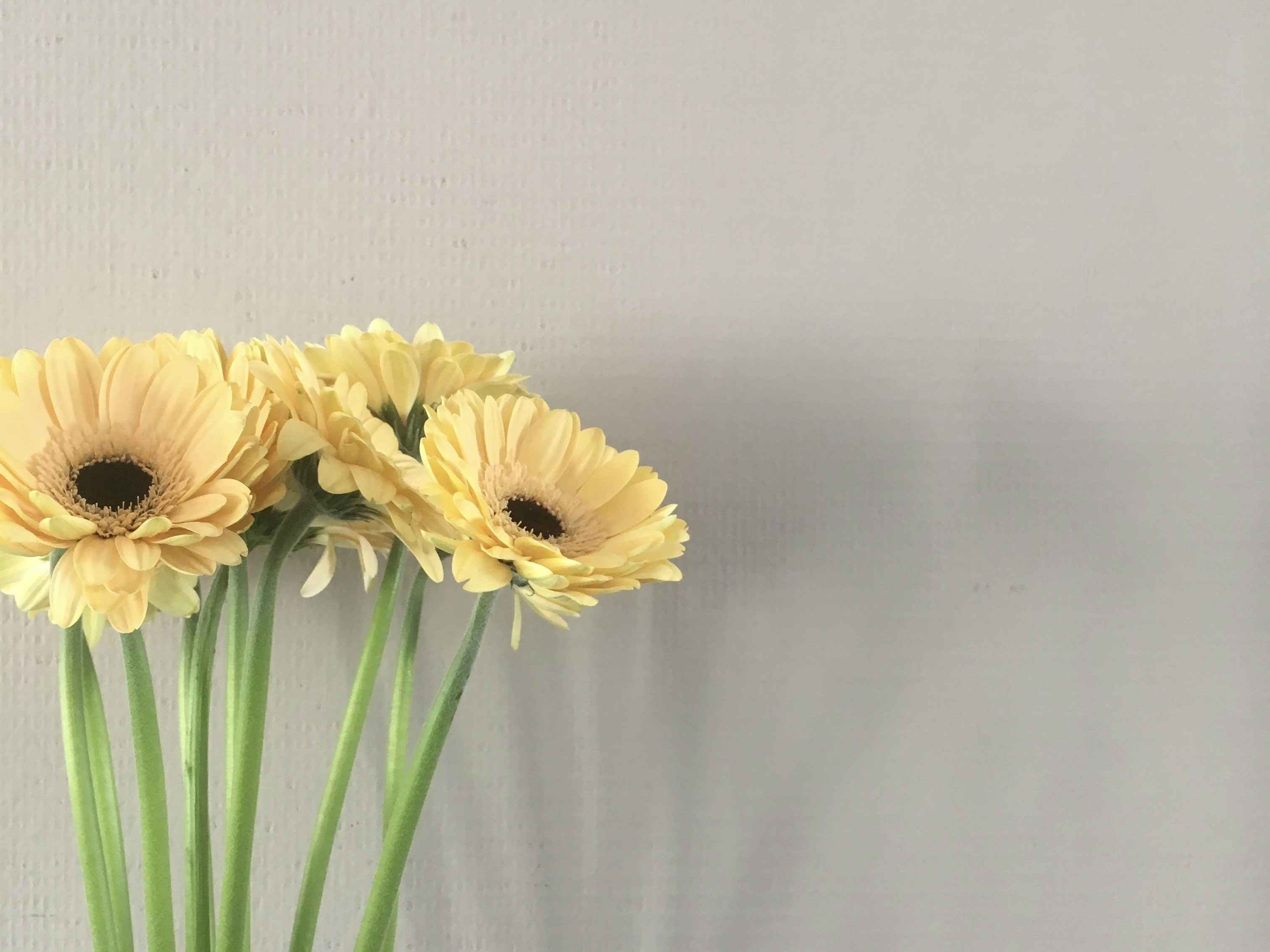 Photo by reinasekihara