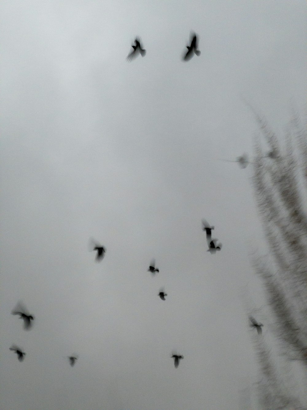 a flock of birds flying through a cloudy sky