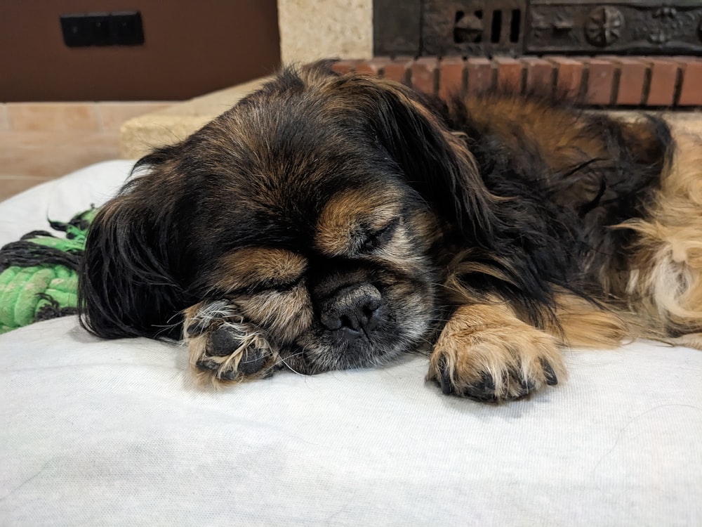 Un perro marrón y negro acostado encima de una cama