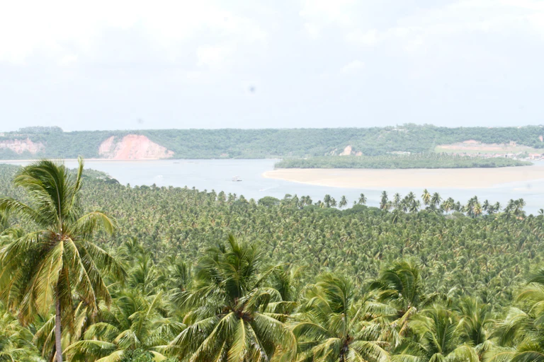 Praia de águas claras com coqueiros no litoral de Alagoas