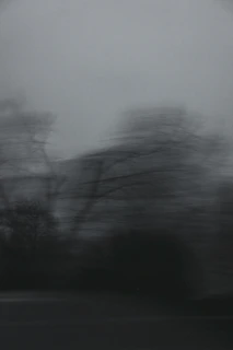 a black and white photo of trees in the fog