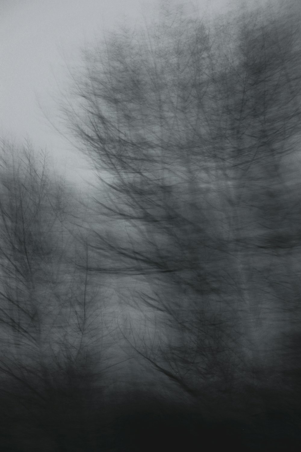 a black and white photo of trees blowing in the wind