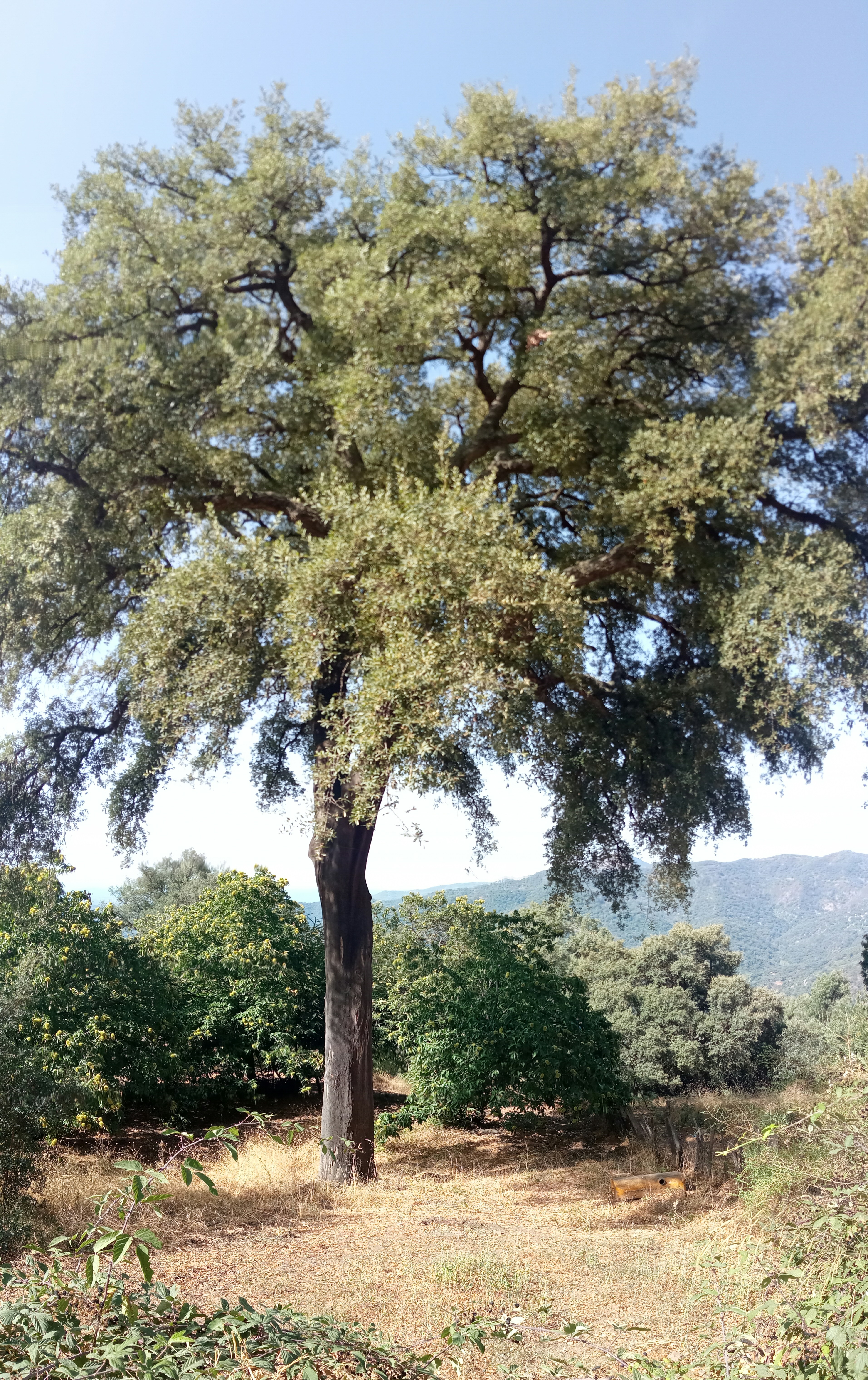 Photo by pepmetal1973