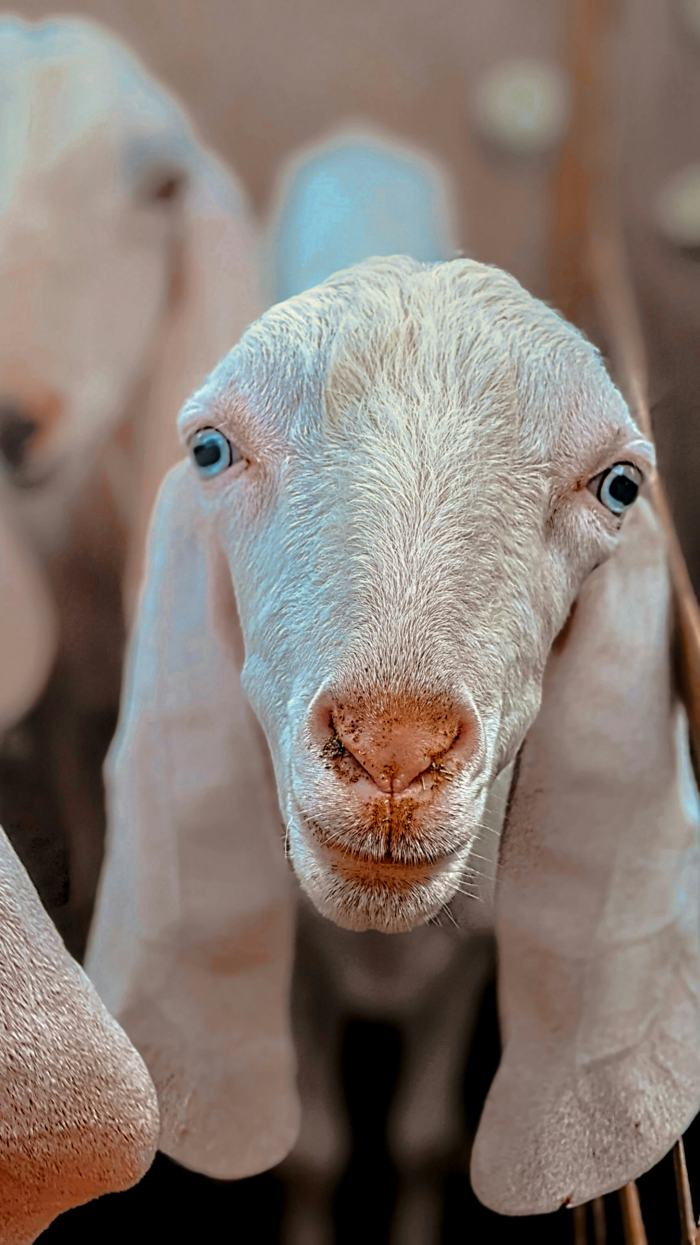 Photo by faqihafarheen