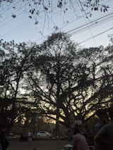 Large trees with dense branches and leaves are silhouetted against the sky, with power lines running horizontally. People are gathered around, some standing near market stalls or signs. A car is parked nearby, and there is a general sense of a busy outdoor area.