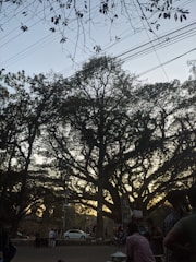 Large trees with dense branches and leaves are silhouetted against the sky, with power lines running horizontally. People are gathered around, some standing near market stalls or signs. A car is parked nearby, and there is a general sense of a busy outdoor area.
