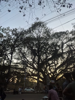 Large trees with dense branches and leaves are silhouetted against the sky, with power lines running horizontally. People are gathered around, some standing near market stalls or signs. A car is parked nearby, and there is a general sense of a busy outdoor area.
