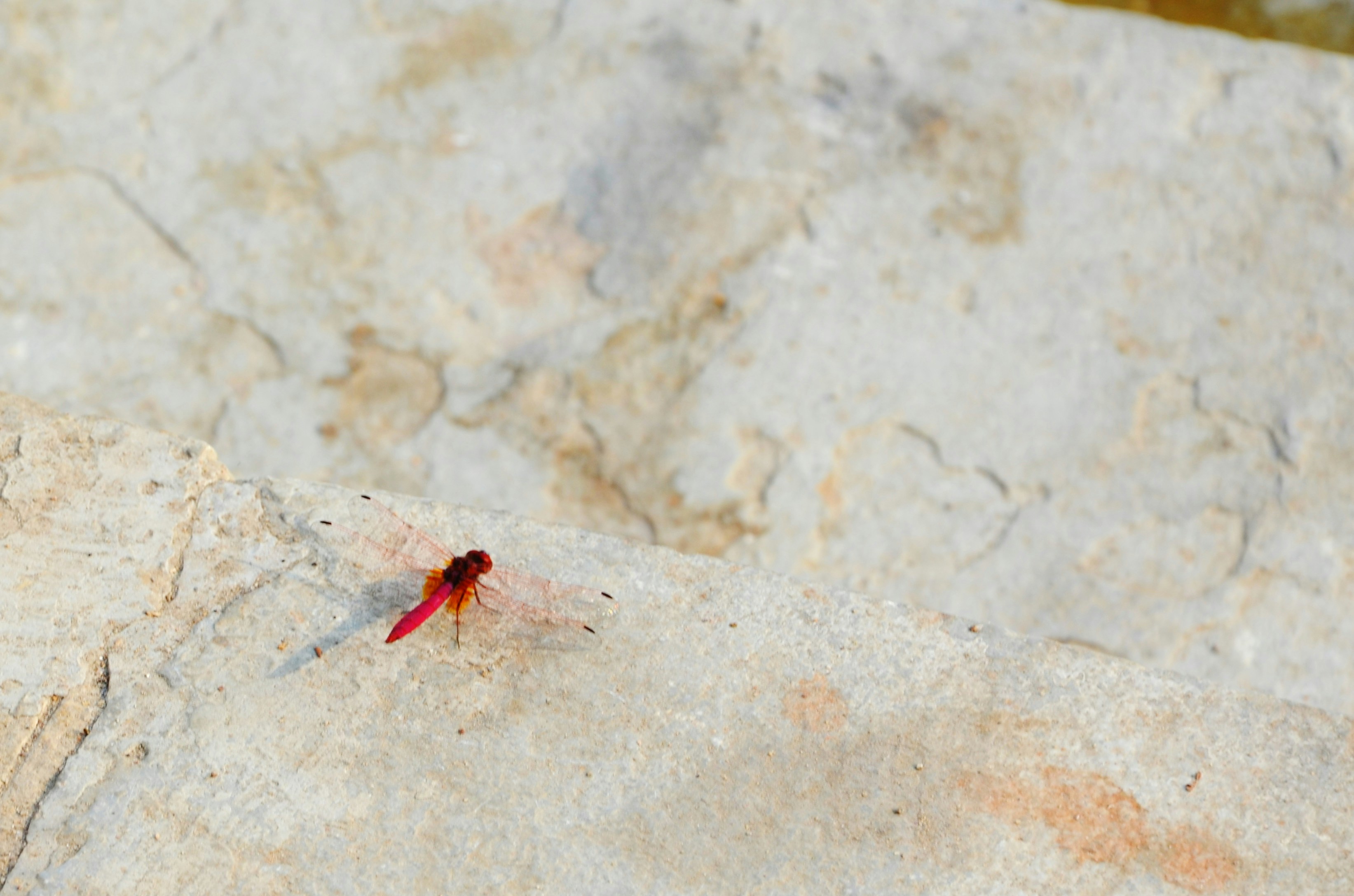Un pequeño insecto rojo sentado en la cima de una roca foto – Imagen de ...
