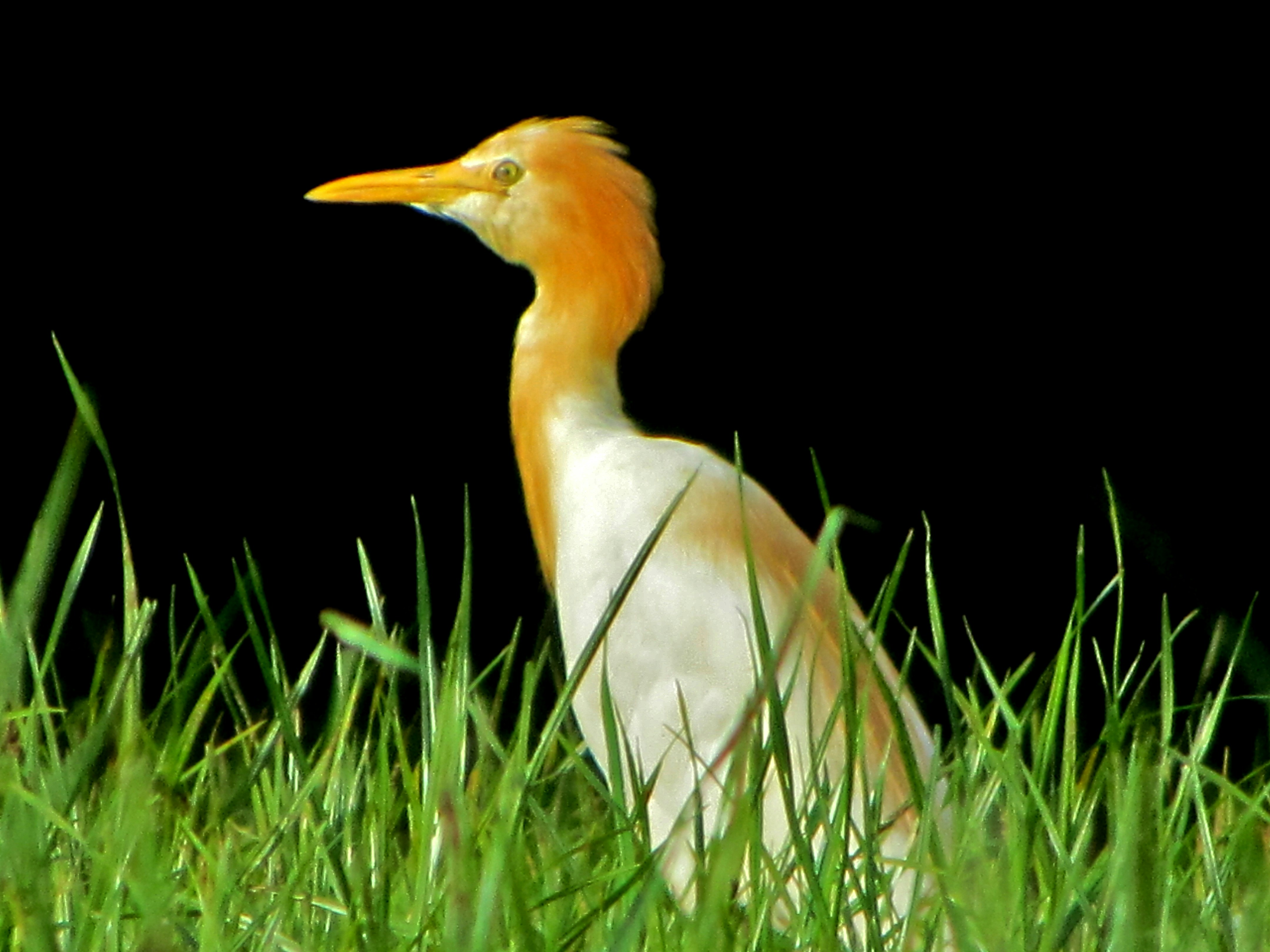 Photo by dreamingfire