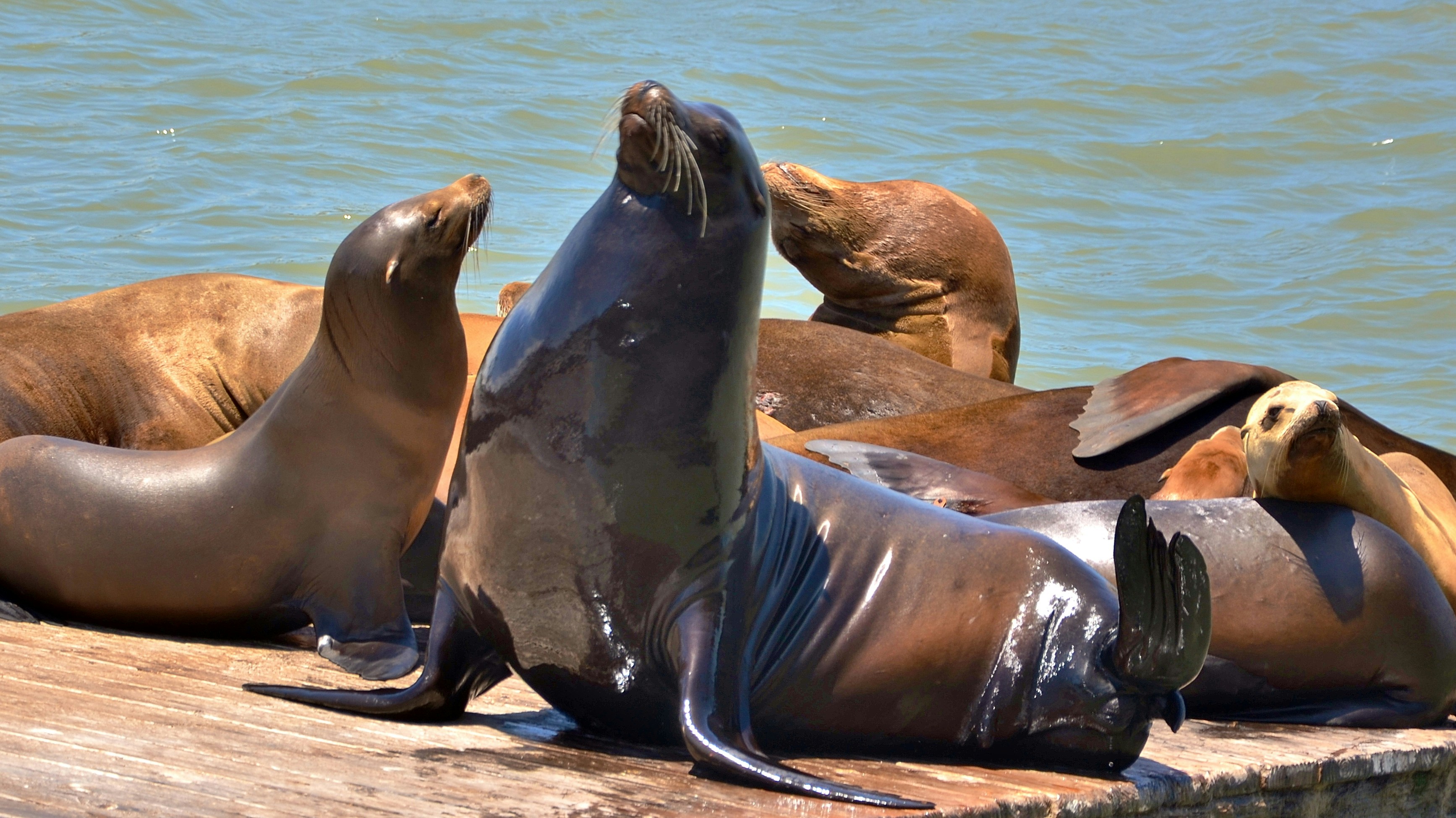 Photo by dreamingfire