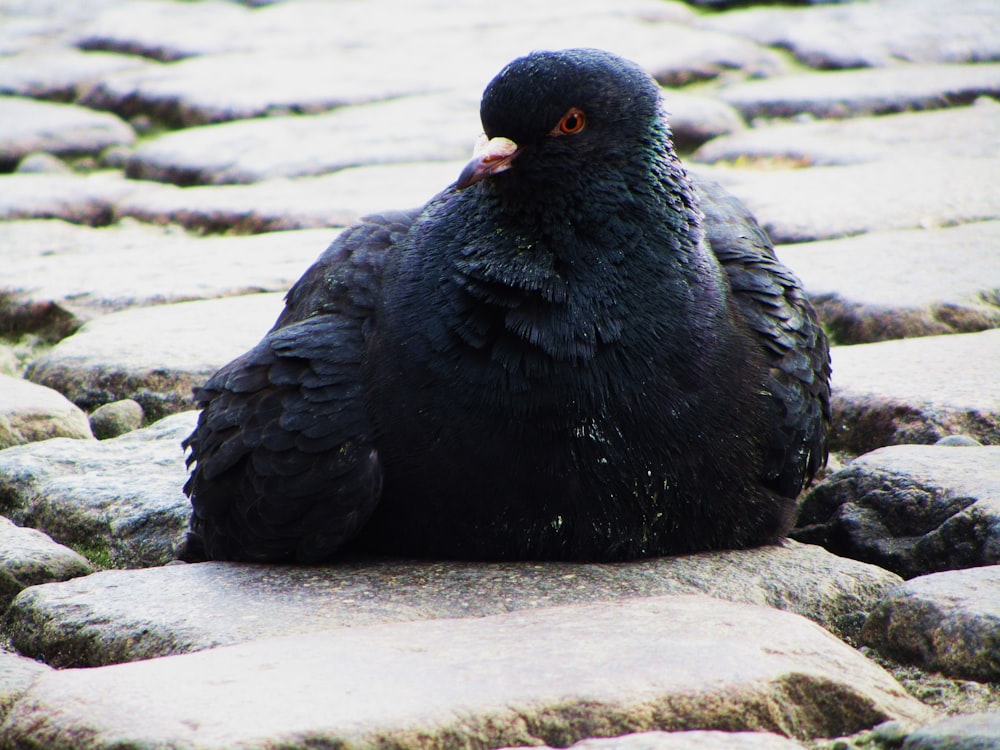 a black bird sitting on top of a stone walkway