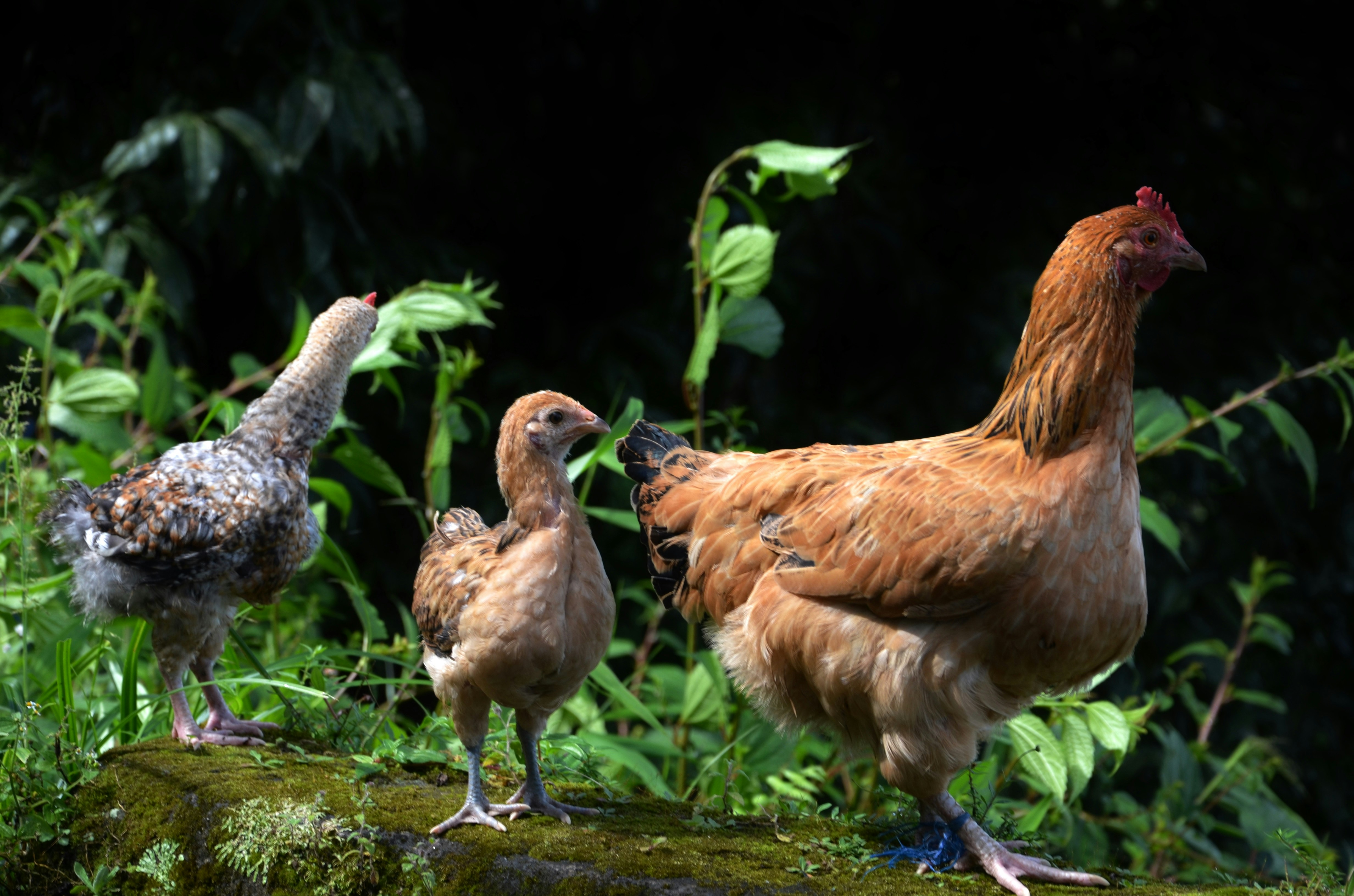 Photo by dreamingfire