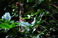 A curious bonnet macaque peeking from behind lush green leaves in a forest.