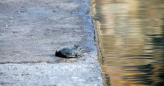 A small frog sits on the edge of a concrete surface next to a body of water. The concrete surface appears textured and slightly worn. The water reflects a mix of colors, possibly from surrounding vegetation or buildings.