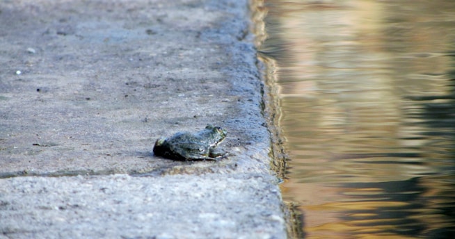A small frog sits on the edge of a concrete surface next to a body of water. The concrete surface appears textured and slightly worn. The water reflects a mix of colors, possibly from surrounding vegetation or buildings.