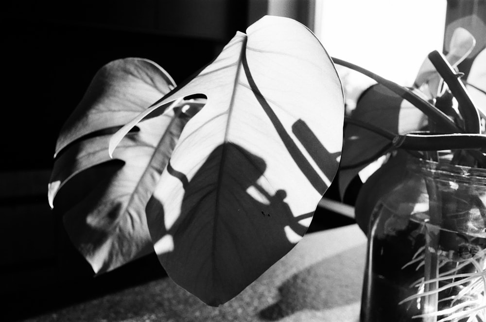 a plant in a vase with a shadow on it