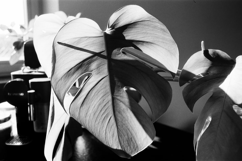 a black and white photo of a plant