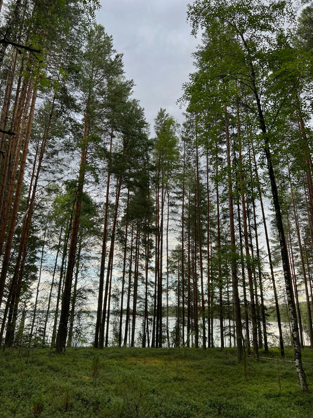 Ein Wald mit vielen hohen Bäumen