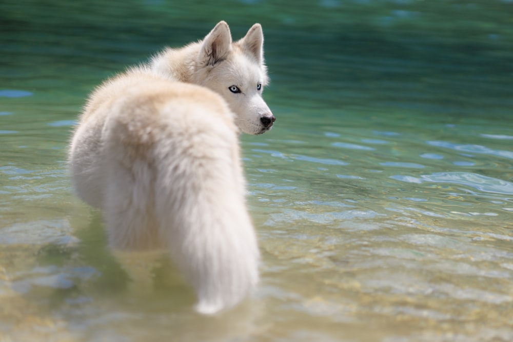 a close up of a dog in a body of water