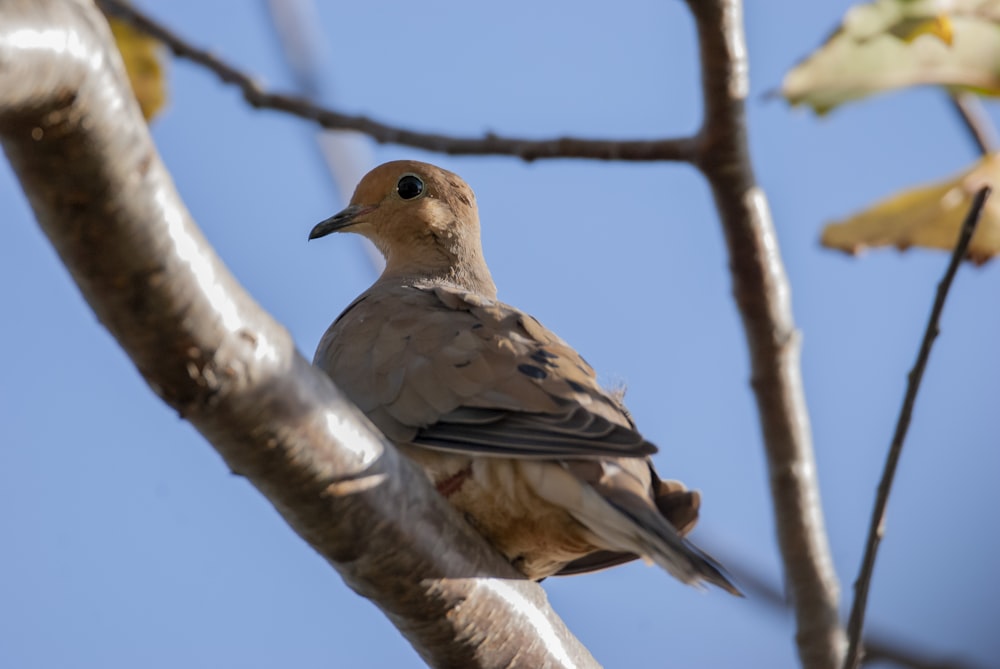 un oiseau est perché sur une branche d’arbre